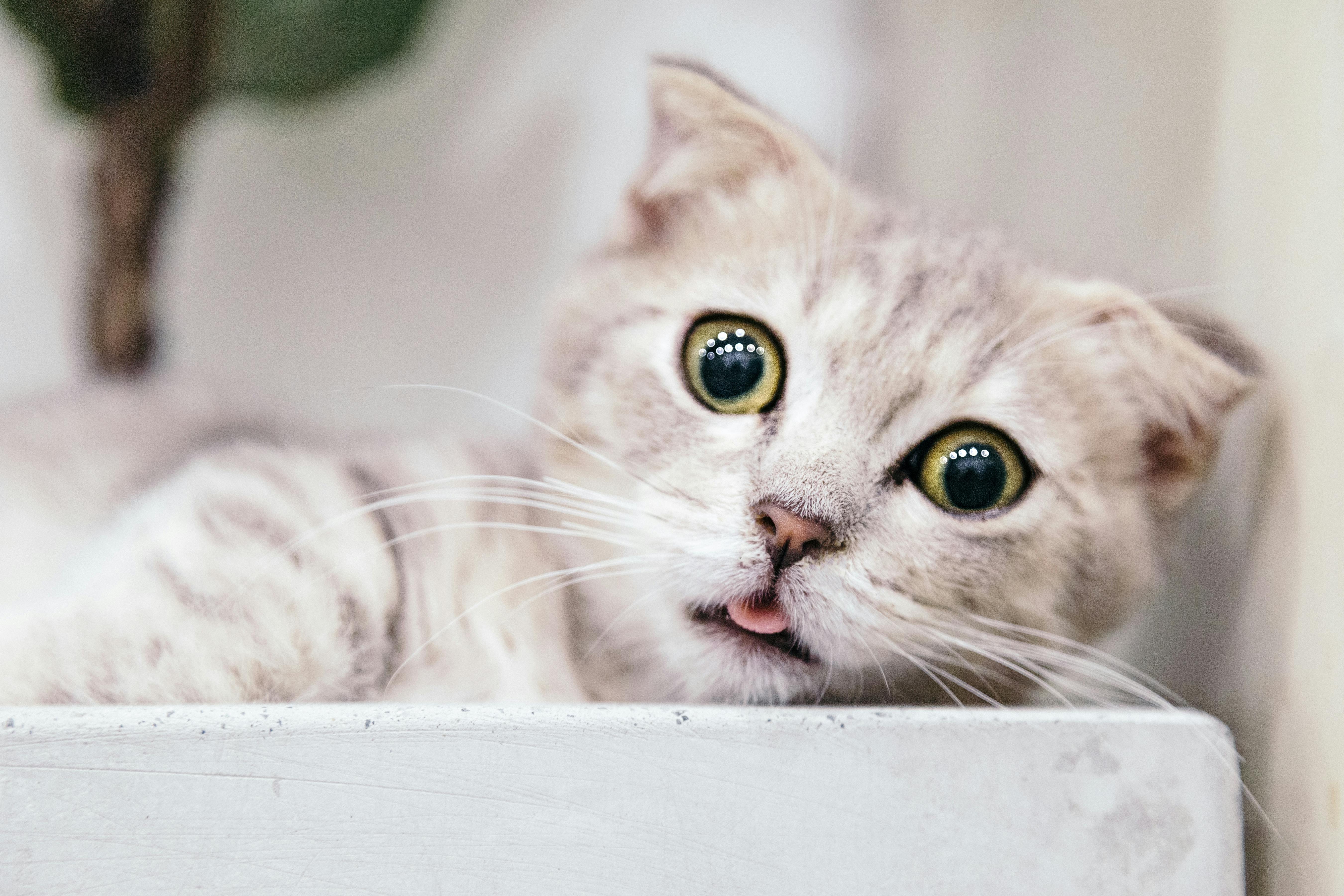 Hukum Menganiaya Kucing dalam Islam