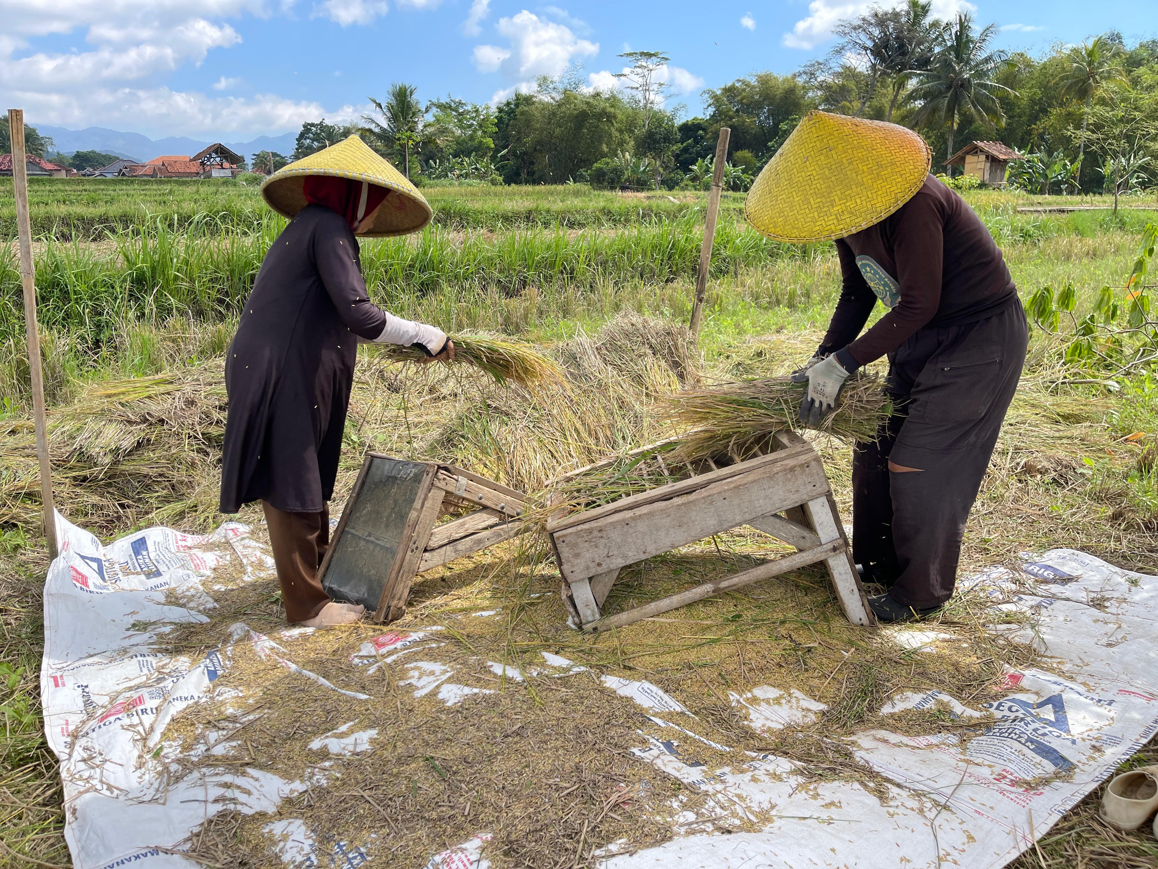 Hama Tikus Mengganas, Panen Petani Rajamandala Anjlok hingga 88 Persen