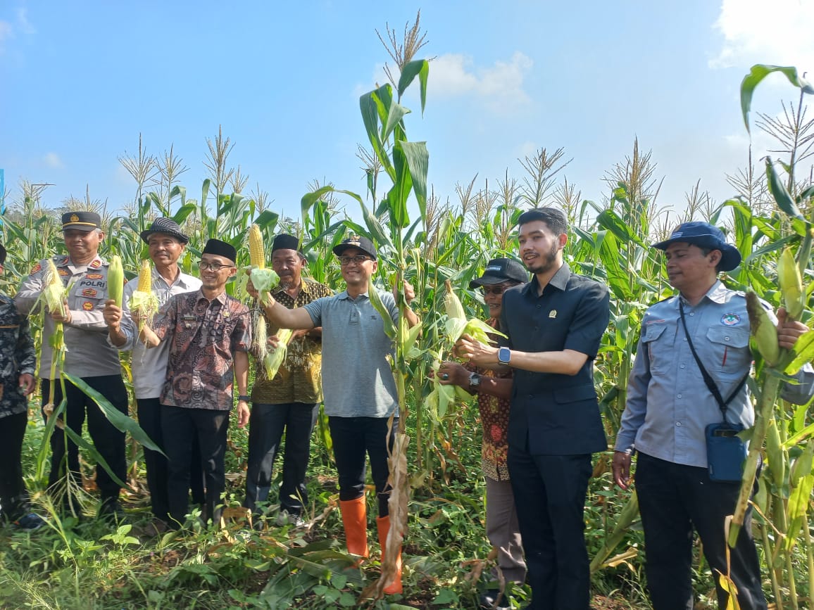 Panen Raya Jagung di Tanjungpura: Langkah Nyata Menuju Swasembada Pangan