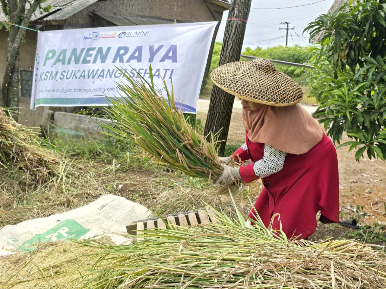 Panen Harapan Pascagempa: Petani Cianjur Bangkit Bersama