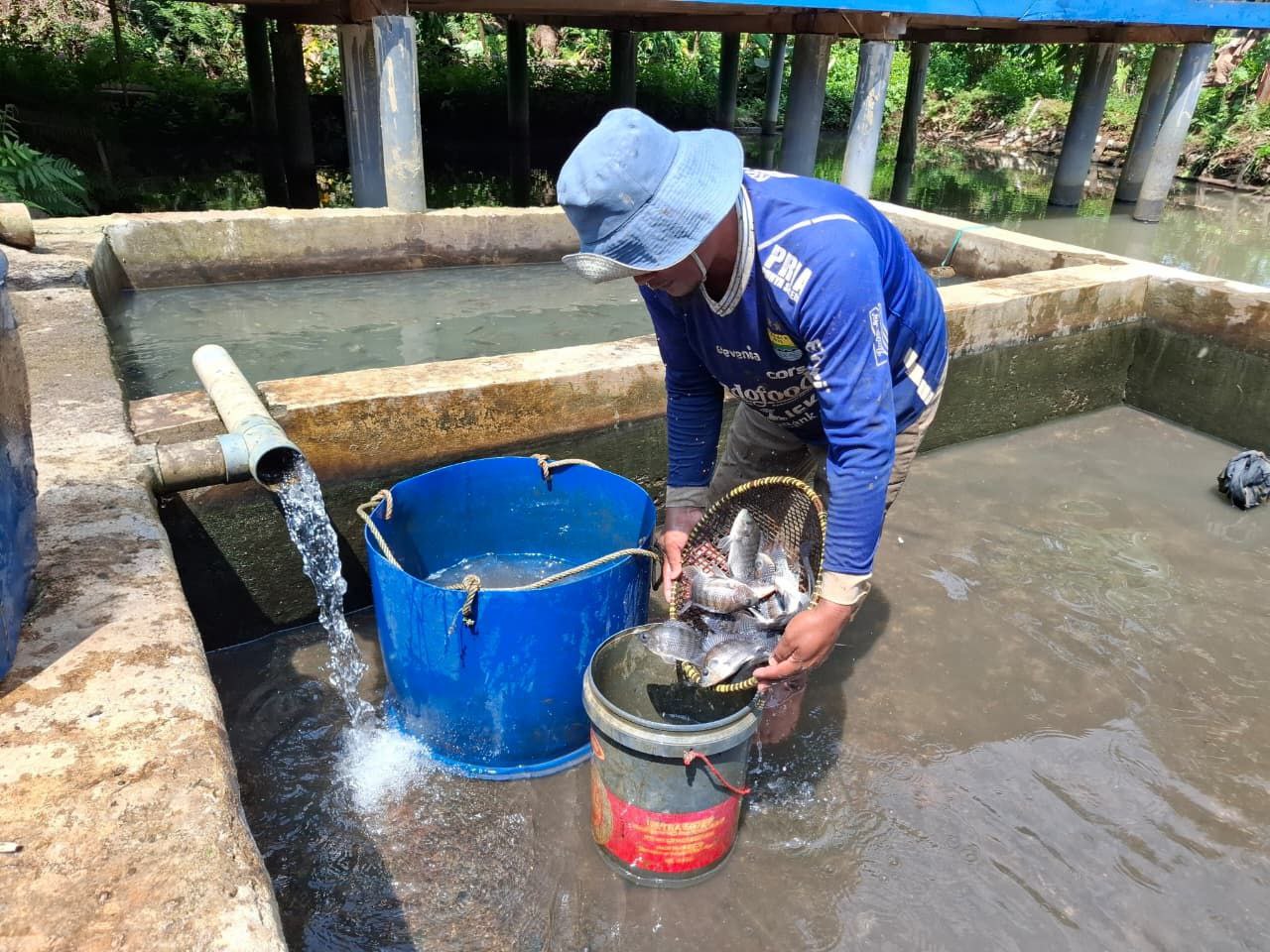 Panen Ikan Nila: Kolaborasi, Tradisi, dan Edukasi dalam Satu Rangkaian