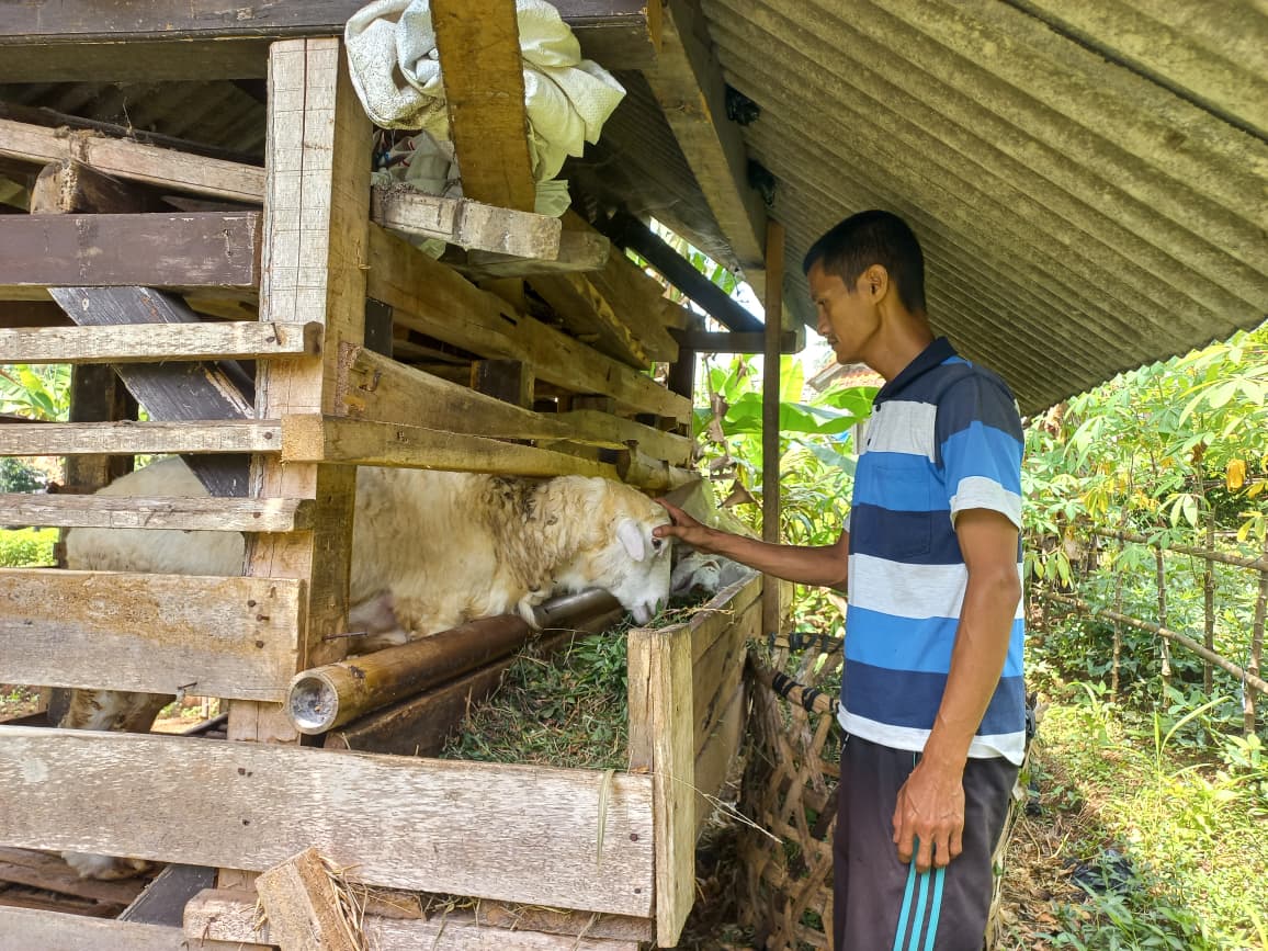 Monitoring Peternakan Domba KSM: Populasi Meningkat, Peternak Kian Mandiri