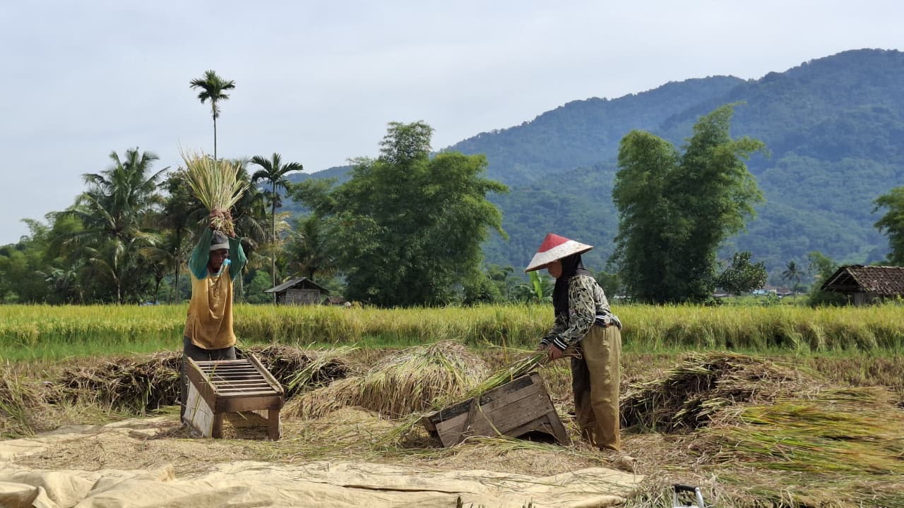 1.050 Kg Gabah Siap Diserahkan: Panen Poktan Sarimukti Tandai Pemenuhan Akad Salam