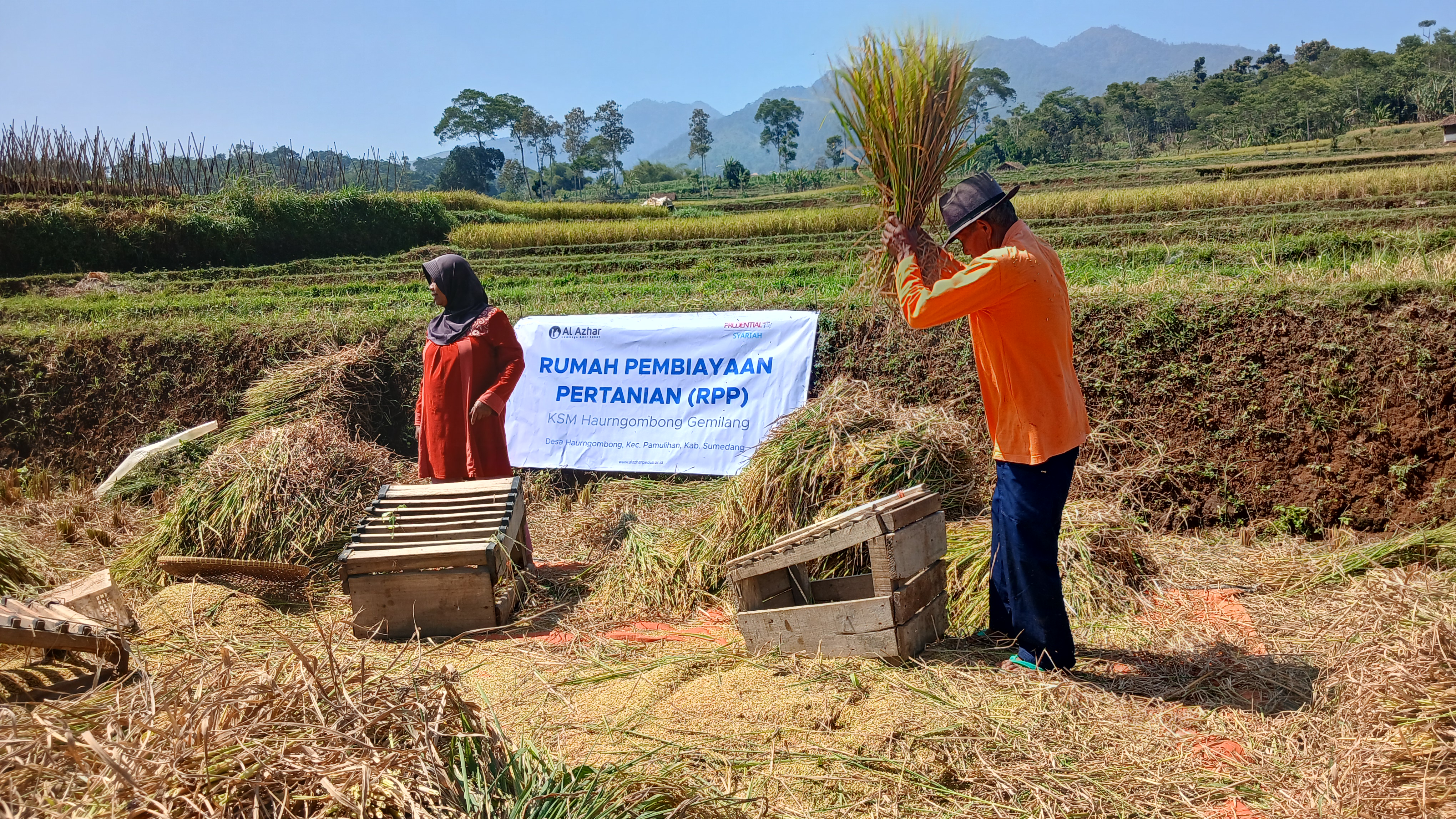Kemarau dan Hama Tikus Tekan Produksi, Petani Haurngombong Siapkan Tanam Ubi Jalar